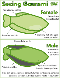 Sexing Gourami Infographic Aquarium Fish Tropical Fish Tanks Tropical Freshwater Fish