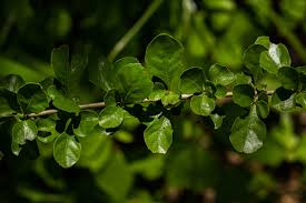 Image result for Coddia rudis