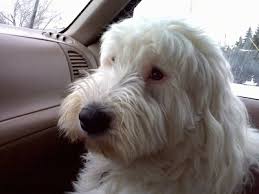 It's a medium to large dog breed at about 16 to 22 inches tall, weighing between 60 to 80 pounds. Old English Sheepdog Dog Breed Information And Pictures