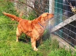 Find your new best friend. Homeward Bound Golden Retriever Rescue Sanctuary Inc Home Facebook
