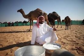 Camel milk has supported bedouin, nomad and pastoral cultures since the domestication of camels millennia ago. 6 Incredible Health Benefits Of Camel S Milk Happy Body Formula