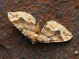 Image result for Pelurga comitata