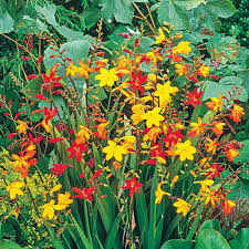Image result for Crocosmia