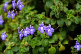 Image result for Streptocarpus michelmorei