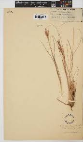 Image result for Phacelurus