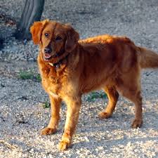 Maybe you would like to learn more about one of these? Irish Setter Golden Retriever Mix Puppies For Sale Online