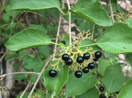 Image result for Premna