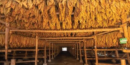 Types of Curing Tobacco for Cigars | Holt's Cigar Company