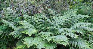 Image result for Tinnea apiculata