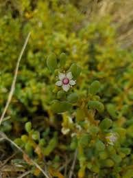 Image result for Trianthema