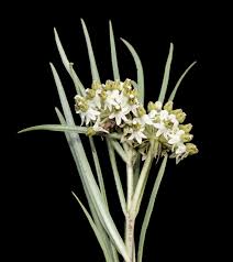 Image result for Xysmalobium heudelotianum
