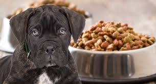 He looks pretty sturdy and independent too and you may wonder if its okay to bring him home to live with you you can find out more about what puppies eat in our popular puppy feeding guide. Best Puppy Food For Cane Corso Review And Tips To Help You Choose