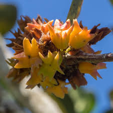 Image result for Pterocelastrus