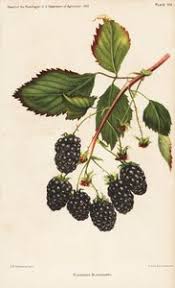 Image result for Rubus adolfi-friederici