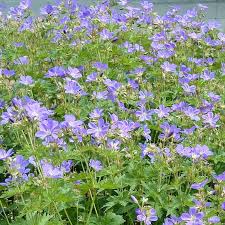 Geranium Sylvaticum Mayflower Wald Storchschnabel Geranien Storchschnabel Pflanzen