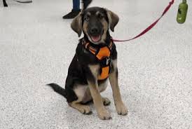 10516 united parkway, schiller park, il 60176, united states. Chicago Dog Boarding Training Grooming And More