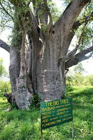 The Largest Baobab In Victoria Falls Zimbabwe This Tree Was Over 18m Wide Tree Baobab Plant Life