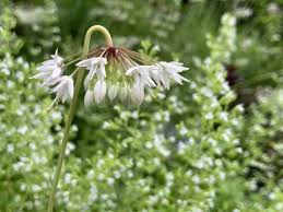 Check spelling or type a new query. What S In Bloom In August Toronto Botanical Garden