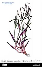 Image result for Digitaria