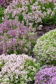 It grows on a small tree and its blossoms are pink, white or red. Types Of Thyme Plants Varieties Of Thyme For The Garden Dummer Garden Manage Gfinger Es La App De Jardineria Mas Profesional