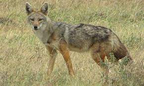African Golden Jackal Is Actually A Wolf Blog Nature Pbs Wild Dogs Animals Are Beautiful People Animals Beautiful