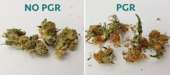 Price/earnings ratio is a widely used stock evaluation measure. Pgr Cannabis What Is A Plant Growth Regulator Budherd
