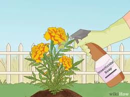 How To Grow Marigolds With Pictures Wikihow