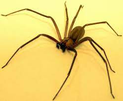 Learn about these common house invaders, and get more information on brown recluse spiders now. Brown Recluses Swarm Tn Woman S Apartment