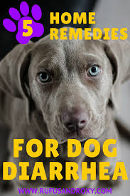 5 Best Dog Diarrhea Home Remedies Dog Upset Stomach Dogs Upset Stomach Remedy