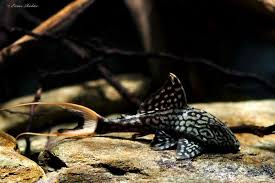 bilderflut harnischwelse l welse com forum welse aquarium fische aquarienfische