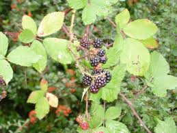 Image result for Rubus adolfi-friederici