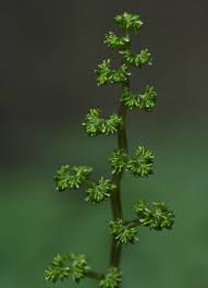 Image result for Laportea mooreana