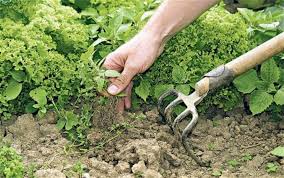 The tiller is used again every few days to till under the weeds in the rows. 10 Non Toxic Ways To Control Weeds Small Footprint Family