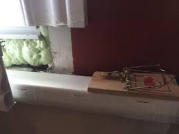 Check spelling or type a new query. Stop Mice From Eating Your Foam Insulation Pest Control Toronto Pestend Affordable Pest Exterminator