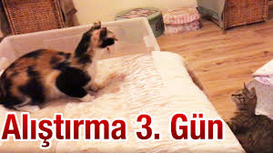 Kedi Alistirma 3 Gun Youtube