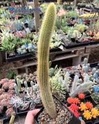 Image result for Cleistocactus