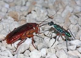 Maybe you would like to learn more about one of these? Baby Wasps Disinfect Cockroaches Before Eating Them