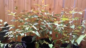 However the rainbow eucalyptus (or eucalyptus deglupta to give it its latin name) comes in even stranger, for a tree not widely seen or known, it is the only eucalyptus species that is found in the. Rainbow Eucalyptus Mindanao Gum Tree 2 3 Feet Tall Container From Flo Everglades Farm