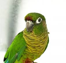 Green-Cheeked Conure Personality, Food & Care – Pet Birds By Lafeber Co.