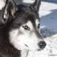 WolfTrack Classic Sled Dog Race Musher Dinner event in Ely, MN