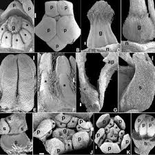 Image result for Polygala usafuensis