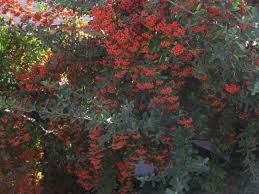 These chemicals work by emitting a noxious smell or by making your plants taste bad to deer. Gardening Looking For A Hardy Drought Tolerant Bush That Has Flowers And Work As A Barrier Here You Go Orange County Register