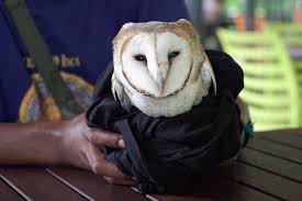 Many unpainted ceramics, 100's of pieces. Barn Owl For Sale Abc News Australian Broadcasting Corporation