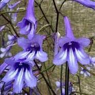 Image result for Streptocarpus myoporoides
