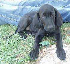 Goldmaraner Dog Breed Information And Pictures
