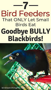 Bird Feeders For Small Birds Amazon 7 Best Bird Feeders For Small Birds In My Backyard 2020 Bird Watching Hq Best Bird Feeders Small Birds Bird Feeding Station