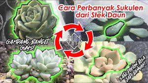 Cara Mudah Memperbanyak Sukulen Dari Stek Daun Sukulen Kaktus Kaktus Dan Sukulen