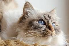 Meet the Birman Cat: Personality, Grooming, and Health ...