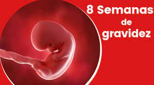 8 Semanas De Gravidez Cantinho Infantil Da Mamae Gravidez Semana A Semana Gravidez Gravidez 8 Semanas
