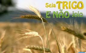 A PARÁBOLA DO JOIO E DO TRIGO" (Mt... - Católicos NÃO Adoram ...